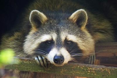 Tiere-Waschbaer in Aktion. Tiere-Waschbaer *** Animals Waschbaer in action Animals Waschbaer-stock-foto