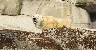 Eisbär Kap dreht im Eismeer vom Tierpark Hagenbeck seine Runden. Er wird den Tierpark bald verlassen. Auf diese Weise be-stock-foto