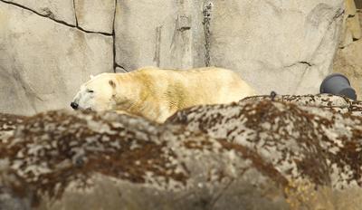 Eisbär Kap dreht im Eismeer vom Tierpark Hagenbeck seine Runden. Er wird den Tierpark bald verlassen. Auf diese Weise be-stock-foto