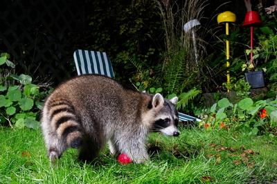 GER, Natur, Wildtiere in der Stadt - aufgenommen mit einer Fotofalle / 24.10.2023, Garten, Luebeck, GER, Natur, Wildtier-stock-foto
