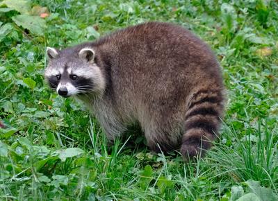 Tiere-Waschbaer in Aktion. Tiere-Waschbaer *** Animals Waschbaer in action Animals Waschbaer-stock-foto