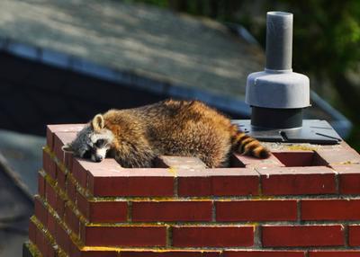 Waschb?r GER, Deutschland, 20240405, waschb?r auf einem Schornstein in Berlin *** Raccoon GER, Germany, 20240405, raccoo-stock-foto