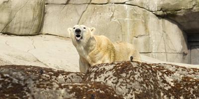 Eisbär Kap dreht im Eismeer vom Tierpark Hagenbeck seine Runden. Er wird den Tierpark bald verlassen. Auf diese Weise be-stock-foto
