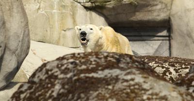 Eisbär Kap dreht im Eismeer vom Tierpark Hagenbeck seine Runden. Er wird den Tierpark bald verlassen. Auf diese Weise be-stock-foto