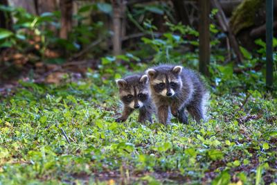 Zwei Waschb?rjunge noch etwas sch?chtern auf ihrem ersten Spaziergang in die gro?e weite Welt, Tierfotografie, Kopierraum, ausgew?hlter Fokus-stock-foto