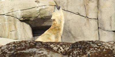 Eisbär Kap dreht im Eismeer vom Tierpark Hagenbeck seine Runden. Er wird den Tierpark bald verlassen. Auf diese Weise be-stock-foto