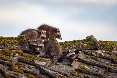 Rasselbande Junge Waschb?ren fr?h am Abend auf einem alten Geb?ude *** Rascal gang of young raccoons on an old building-stock-foto