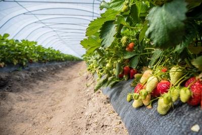 Die ersten Erdbeeren Nach der Spargel- hat auch die Erdbeerernte begonnen. Was macht die Lampertheimer Erdbeere so beson-stock-foto