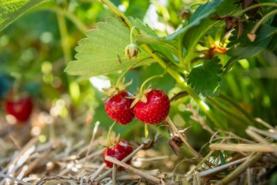 Erdbeeren wachsen auf einer Erdbeerplantage zum selber pfl?cken. Rottweil Baden-W?rttemberg Deutschland *** Strawberries-stock-foto