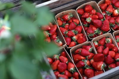 Frische Erdbeeren beim Erdbeer- und Spargelfest auf dem Erlebnisbauernhof Gertrudenhof. (Themenbild, Symbolbild) H?rth,-stock-foto