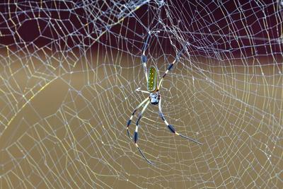 Goldene Seidenspinne, Trichonephila clavipes Nephila clavipes, golden-silk spider, golden silk orbweaver-stock-foto