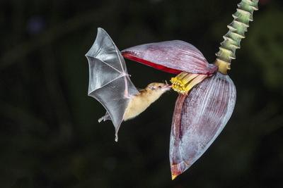 Orangefarbene Nektarfledermaus, Lonchophylla robusta, orange nectar bat-stock-foto