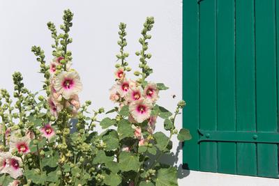 Ile de R? Hollyhocks-stock-foto