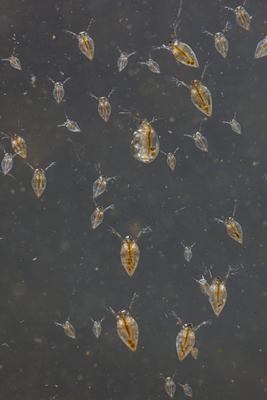 Gemeiner Wasserfloh, Gewoehlicher Wasserfloh, Daphnia pulex, common water flea-stock-foto