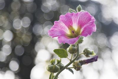 Stockrose, Stock-Rose, Stockmalve, Stock-Malve, Halsrose, Hals-Rose, Brandrose, Brand-Rose (Alcea rosea, Althaea rosea),-stock-foto