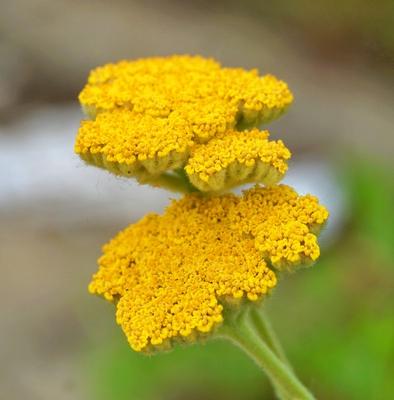 gelbe schafgarbe achillea pflanze in einem garten-stock-foto