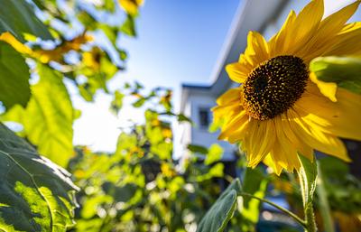Wetterbild: Sonnenblume im Garten Umwelt, Wetter: Eine Sonnenblume bl?ht im Garten vor einem Haus. Der Himmel strahlt un-stock-foto