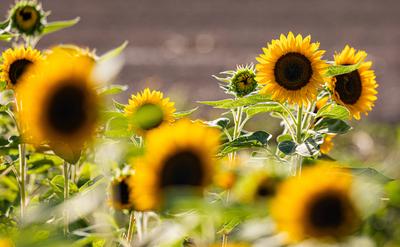 Sunflowers Oberglatt, Switzerland, 6th Sep 2024: Sunflowers stand on an agricultural field in the evening sun. (Photo by-stock-foto