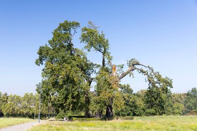 alte Eichen (quercus), in die der Blitz eingeschlagen hat am Moreau- Gedenkstein nahe der Bismarcks?ule auf der S?dh?he-stock-foto