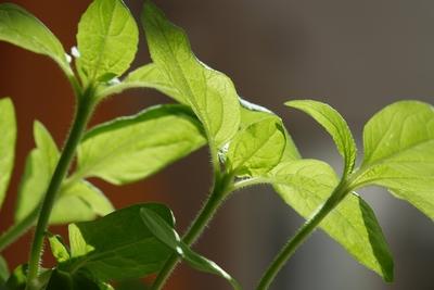 Helianthus annuus, Sonnenblumen, Sonnenblumen-stock-foto