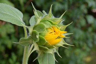 03.09.2024 Sonnenblume Deutschland/ Sachsen Anhalt/ Altmark/ Altmarkkreis Salzwedel/ Stadt Kl?tze/ Ortsteil Kusey/ Garte-stock-foto