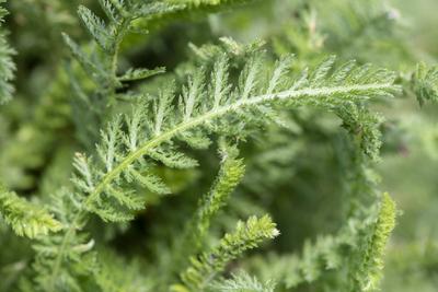 Schafgarbe als Heilpflanze f?r Naturmedizin und Pflanzenheilkunde Schafgarbe als Heilpflanze f?r Naturmedizin und Pflanz-stock-foto