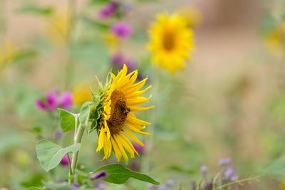 Sonnenblumen und Malven in einem Bl?hstreifen Sonnenblumen und Malven in einem Bl?hstreifen Copyright: xZoonar.com/La-Fo-stock-foto