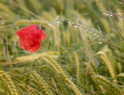 Klatschmohn nach einem Regenschauer Nach einem Regenschauer haengen Wassertropfen an einem roten Klatschmohn, 06.06.202-stock-foto