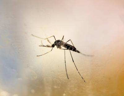 A male Aedes mosquito. This species can transmit diseases such as dengue, chikungunya, and Zika. Aedes Mosquito 016867_1-stock-foto