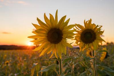 Sonnenblume (Helianthus annuus), in der N?he des Blumenkopfes-stock-foto