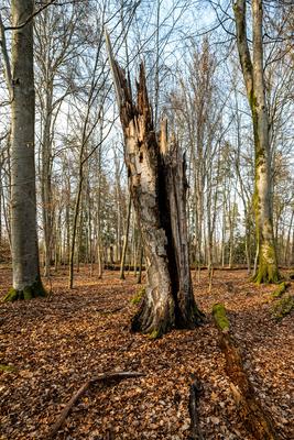 Verbrannter und abgebrochener Baumstamm im Wald im Fr?hling-stock-foto