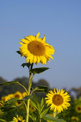 Bluehende Sonnenblume vor blauem Himmel-stock-foto