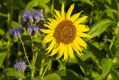 Bluehende Sonnenblumen (Helianthus annuus) mit Wassertropfen-stock-foto