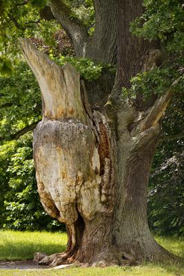 Sehr alte, grosse Eiche mit durch Blitzschlag und Baumkrebs abgestorbenen Baumstamm, Deutschland, Hessen, Reinhardswald-stock-foto