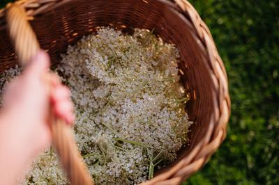 Basket full of picked elderflowers. Elderflower as a part of herbal medicine, making elderflower syrup. Basket full of p-stock-foto