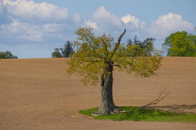 Eiche (Quercus spec.), einzeln stehende Eiche auf einer Ackerflaeche, in die der Blitz eingeschlagen hat, Deutschland, S-stock-foto