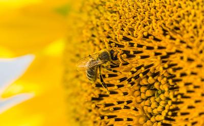 Bee at work Wil ZH, Switzerland, 21st Jul 2024: A bee at work on a sunflower. (Photo by Andreas Haas/dieBildmanufaktur)-stock-foto
