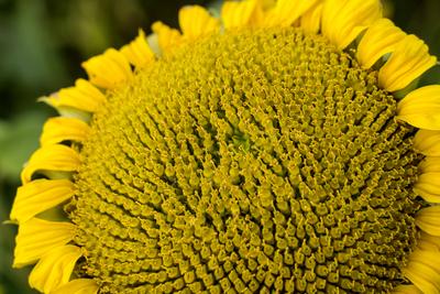 Common sunflower (Helianthus annuus), field in October as cover crop or catch crop, rural landscape near Gewissenruh, Wesertal, Weser Uplands, Weserbergland, Hesse, Germany-stock-foto
