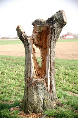 Hohler Baum Ein vertrockneter vom Blitz getroffener alter und verknorrter Baum. Copyright: xZoonar.com/BastianxKienitzx-stock-foto