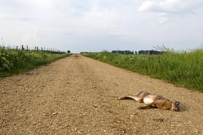 Europaeischer Hase Europaeischer Feldhase Lepus europaeus ueberfahrenes Tier liegt auf Schotter-stock-foto