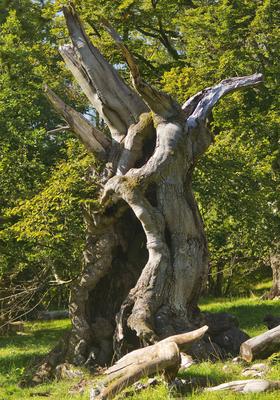 Rotbuche, Rot-Buche, Buche (Fagus sylvatica), tote Baumgestalt im Hutewald Halloh, Deutschland, Hessen, Kellerwald Natio-stock-foto