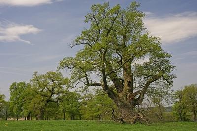 Bildnummer: 58354805  Datum: 29.06.2012  Copyright: imago/blickwinkelEiche (Quercus spec.), alte Hute-Eichen bei Beberbeck im Fruehling , Deutschland, Hessen, Reinhardswald oak (Quercus spec.), old oeaks on in meadow, Germany, Hesse, Reinhardswald BLWS308951 xcb x0x 2012 quer Querformat Europa europaeisch Mitteleuropa mitteleuropaeisch Deutschland deutsch Hessen hessisch deutsche deutscher deutsches Pflanze Pflanzen Gehoelz Gehoelze Gehoelzpflanze Gehoelzpflanzen Baum Baeume Laubbaum Laubbaeume Eiche Eichen laubwerfend laubabwerfend Laub abwerfend laubwerfender Baum laubabwerfender Baum laubwerfende Baeume laubabwerfender Baeume Laubgehoelz Laubgehoelze Hute-Eichen Hutebaum Hute-Baum Hutebaeume Hute-Baeume Wiese Wiesen aussen draussen Aussenaufnahme Aussenaufnahmen auf einer Wiese auf der Wiese in einer Wiese in der Wiese im Freien blauer Himmel Himmel blau bewoelkter Himmel bewoelkte Himmel Wolke Wolken bewoelkt bewoelkte bewoelktes bewoelkter wolkig wolkige wolkiges wolkiger Wolkenhimmel mit Wolken Himmel mit Wolken bedeckt bedeckter Himmel hute malerisch malerische malerisches malerischer pittoresk pittoreske pittoreskes pittoresker idyllisch idyllische idyllisches idyllischer Weidbaum Weidbaeume Weidebaum Weidebaeume Hude Hudebaum Hudebaeume horizontal format Europe European Central Europe Central European Germany German Hesse Hessian plant plants woody plant woody plants tree trees leaved tree leaved trees oak oaks broad leaved tree broad leaved trees deciduous deciduous tree deciduous trees meadow meadows outdoor photography outdoors outside in a meadow blue sky sky blue cloudy sky cloudy cloud clouds sky with clouds picturesque idyllic pictorial pictorially picturesquely scenic pasture tree pasture trees  58354805 Date 29 06 2012 Copyright Imago Angle Oak Quercus Spec Old Schute Oaks at Beberbeck in Spring Germany Hesse Reinhard forest Oak Quercus Spec Old  ON in Meadow Germany Hesse Reinhard forest   x0x 2012 horizontal Landscape Europe Eisch Europe Central Europe Central European Germany German Hesse Hessisch German German German Plant Plants Woods woody plants gehoelzpflanzen gehoelzpflanze  Tree Trees Deciduous tree Deciduous trees Oak Oaks deciduous deciduous Foliage throwing off deciduous Tree deciduous Tree deciduous Trees deciduous Trees Deciduous Deciduous Schute Oaks Hutebaum Schute Tree Hutebaeume Schute Trees Meadow Meadows exterior outside Outside view Outside on a Meadow on the Meadow in a Meadow in the Meadow in Free Blue Heaven Heaven Blue cloudy Heaven cloudy Heaven Cloud Clouds bewoelkt cloudy cloudy cloudy cloudy wolkige cloudy Wolkiger Clouds sky with Clouds Heaven with Clouds overcast covered Heaven Schute picturesque Picturesque Quaint picturesque picturesque Picturesque Pittoreskes picturesque idyllic Idyllic Idyllic Idyllischer   Willow tree  Hude   horizontally Format Europe European Central Europe Central European Germany German Hesse Hessian plant Plants Woody plant Woody Plants Tree Trees leaved Tree leaved Trees Oak Oaks Broad leaved Tree Broad leaved Trees deciduous deciduous Tree deciduous Trees Meadow Meadows Outdoor Photography outdoors outside in a Meadow Blue Sky Sky Blue Cloudy Sky Cloudy Cloud Clouds Sky With Clouds picturesque Idyllic Pictorial pictorially picturesquely Scenic Pasture Tree Pasture Trees-stock-foto