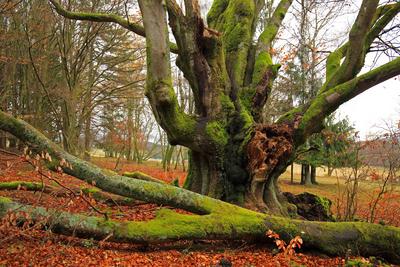 Rotbuche, Rot-Buche, Buche (Fagus sylvatica), Alte Hutebuche, Deutschland, Bayern, Biosphaerenreservat Rhoen, Oberbach c-stock-foto