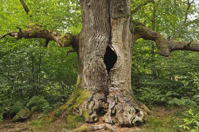 Eiche (Quercus spec.), sogenannte Kamineiche im Urwald Sababurg, etwa 400 Jahre alte Huteeiche, Deutschland, Hessen, Nat-stock-foto