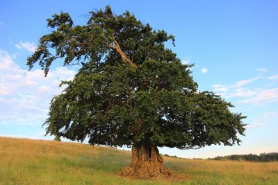 Naturdenkmal, Hutebaum, alte Hutebuche in der Rh?n, Rotbuche, Fagus sylvatica, Landkreis Fulda, Hessen, Deutschland-stock-foto