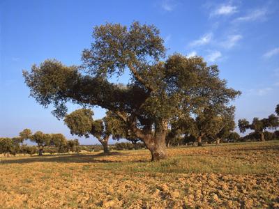 Steineiche, Stein-Eiche (Quercus ilex), Grasland mit Steineichen , Spanien, Extremadura Holm oak, Evergreen oak, Holly o-stock-photo