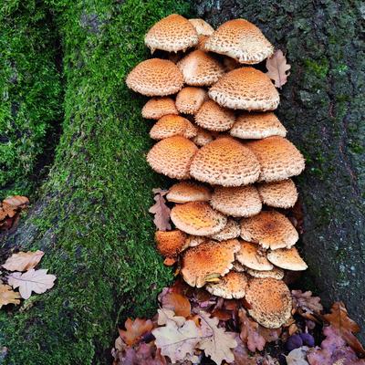 HOG_Urwald Sababurg_64.tif Goldfell-Schueppling (Pholiota aurivella) an einer Buche (Fagus sylvatica), Urwald Sababurg,-stock-foto