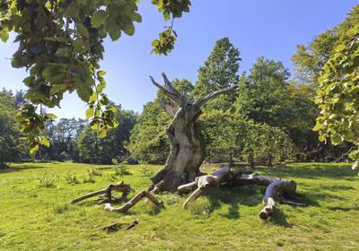 Rotbuche, Rot-Buche, Buche (Fagus sylvatica), tote Baumgestalt im Hutewald Halloh, Deutschland, Hessen, Kellerwald Natio-stock-foto