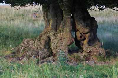 Naturdenkmal, Hutebaum, Stamm einer alten Hutebuche in der Rhön, Rotbuche, Fagus sylvatica, Landkreis Fulda, Hessen, Deu-stock-foto