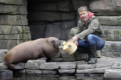 J?rg Pilawa tauft Walross Loki im Tierpark Hagenbeck Hamburg 13 10 2015 Foto xU xGlockmannx xFutur-stock-foto